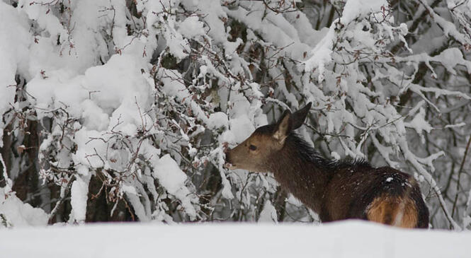 Sensibilité de la faune sauvage en hiver - le 13 février 2021 image article