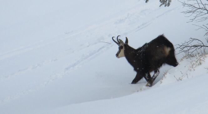 Conférence faune sauvage et pratiques sportives en hiver - Au choix le 6 ou le 7 janvier image article